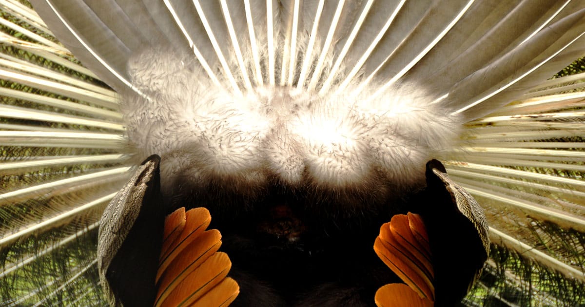 Girolamo Fabrici d'Acquapendente's Kink