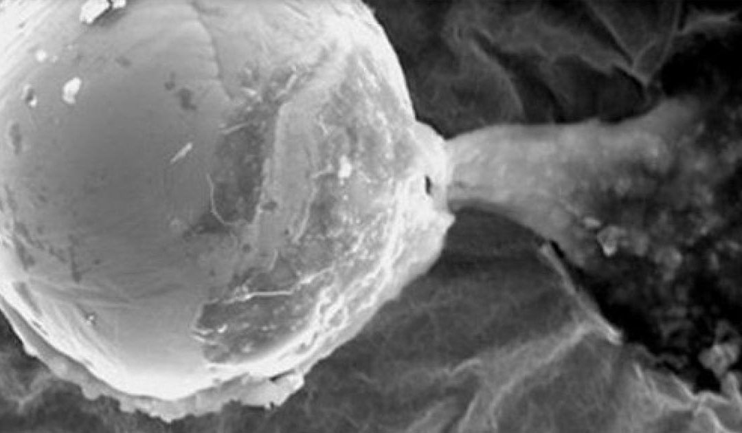 Newly Discovered Alien Seeds Change the Way We Think About Our Origins