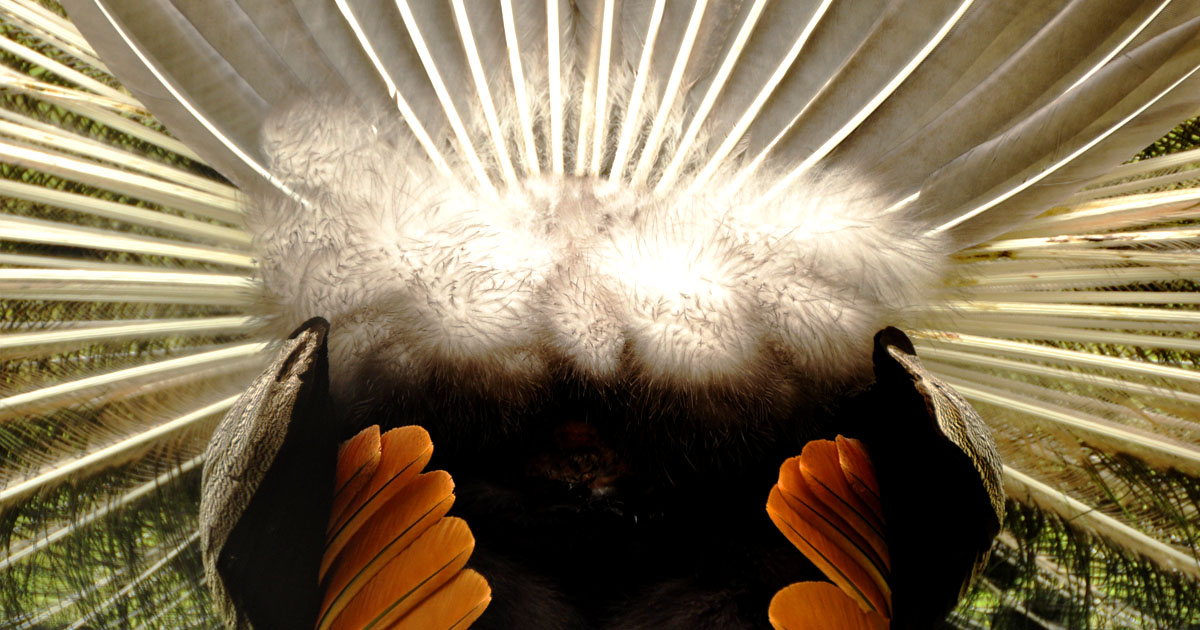 Moment of Zen – Chicken Butts